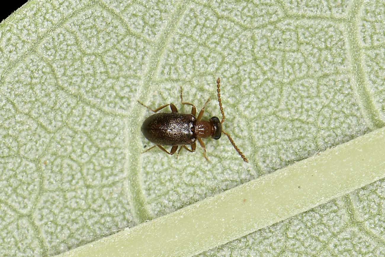 Aderidae: Otolelus sp? Sì, cfr. ruficollis